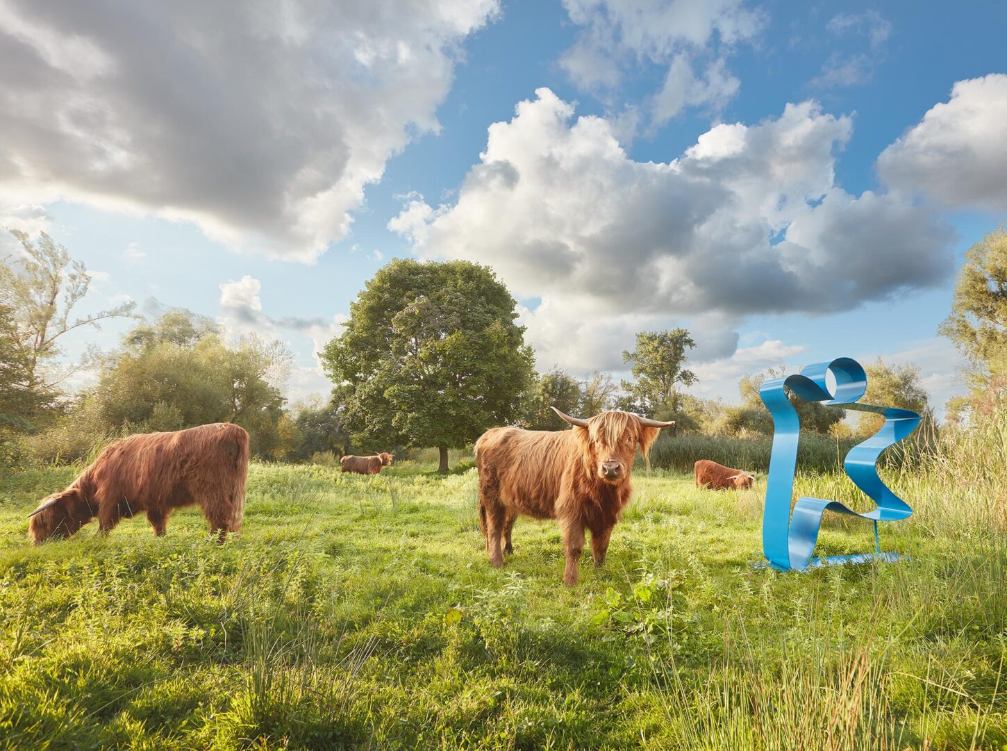 Auf einer grünen Wiese weiden schottische Hochlandrinder. Eines schaut zur Kamera rüber, rechts neben ihm steht das menschengrosse blaue Stiftungslogo aus Metall.