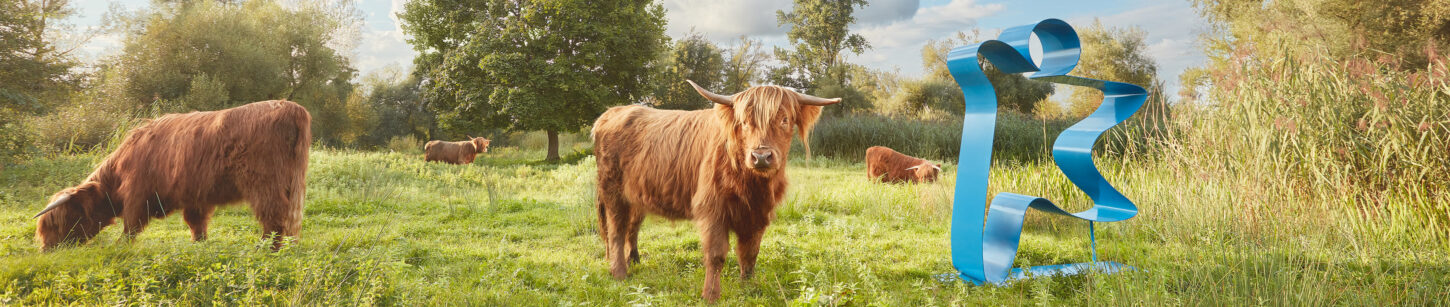 Auf einer grünen Wiese weiden schottische Hochlandrinder. Eines schaut zur Kamera rüber, rechts neben ihm steht das menschengrosse blaue Stiftungslogo aus Metall.