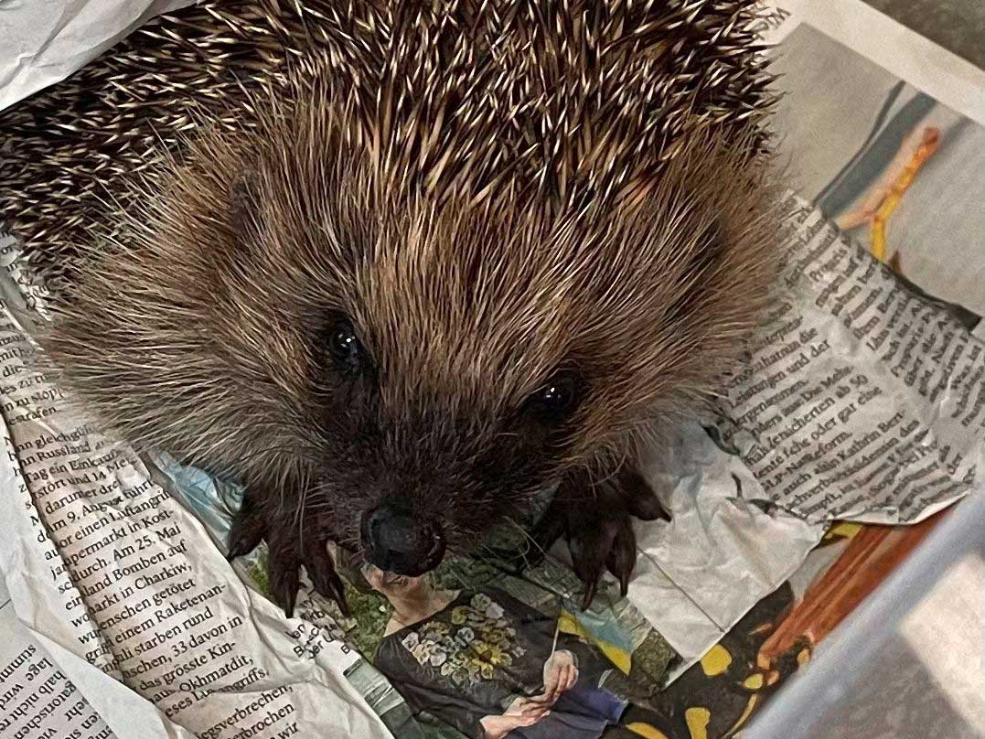 igel-igelhilfe-mittelland-schweiz